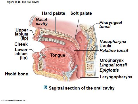 II. Organs of the Alimentary Canal (GI tract) Oral Cavity: Mechanical & Chemical Digestion > Tongue mixes food with saliva & initiates swallowing contains taste buds/taste receptors > Salivary Glands