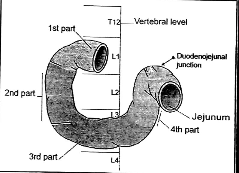 - Also, the duodenum is located behind the peritoneum (retro-peritoneal) except its beginning and its end ( the 1st inch & the last inch).