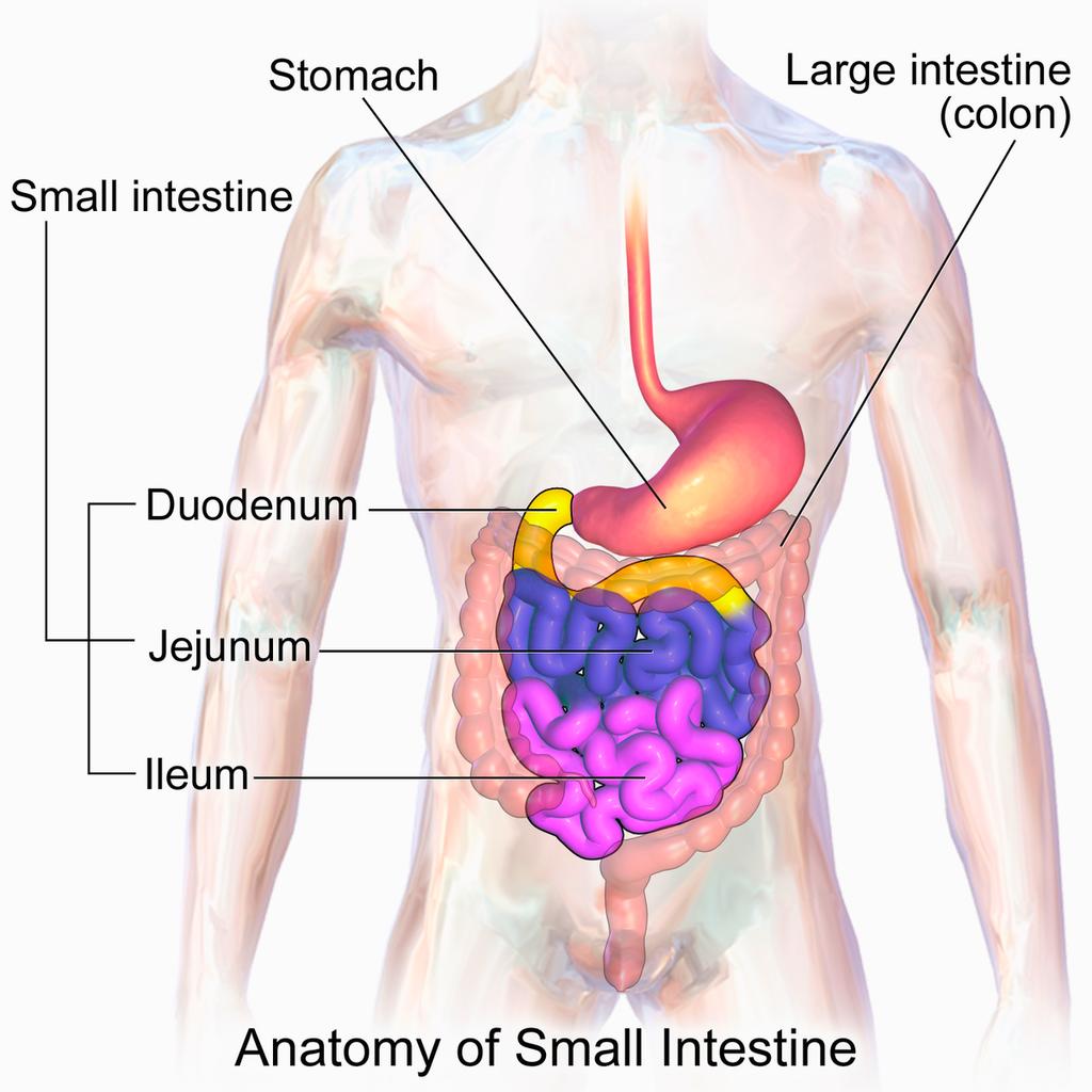 The small intestine - It is is an intra-peritoneal tube. - It is completely inverted. - It is anchored (and not connected) to the posterior abdominal wall by mesenrty.