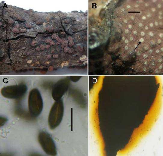 Rostaniha (Botanical Journal of Iran) Vol. 13 (2), 2012 201 / 201 Fig. 3. Hypoxylon perforatum: A. Stromata on wood, B. Ostioles covered with white substances (Bar = 10 mm), C.