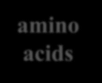 glucose) mineral salts (e.g. NO 3-, SO 4 2- ) fatty acids glycerol amino