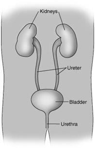 Urinary Tract Infections Renal vein Inferior vena cava Urinary