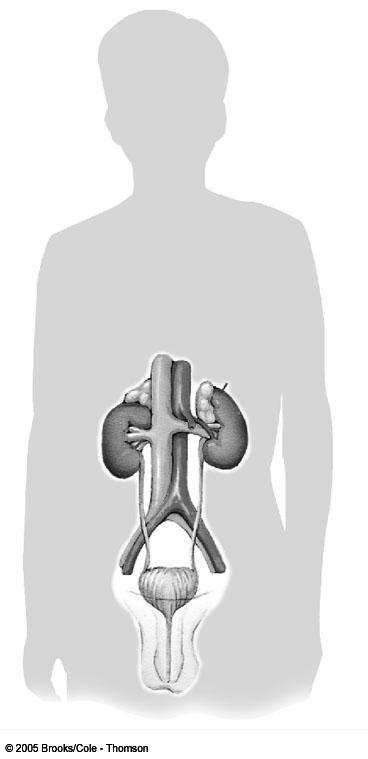 Genito-urinary system. 06 08 2010. (a) Sherwood Fig. 12-6a, p.