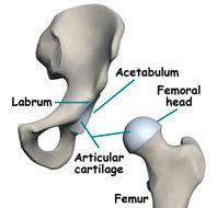 2 Acetabular Labrum Cartilage that lines the rim of the acetabulum Prevents bones from rubbing