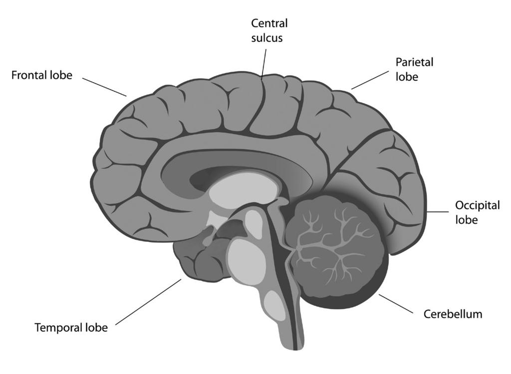 Frontal lobe Central sulcus Parietal lobe Temporal lobe The frontal lobe is responsible for movement, emotional behaviour, personality, interpretation and feeling.