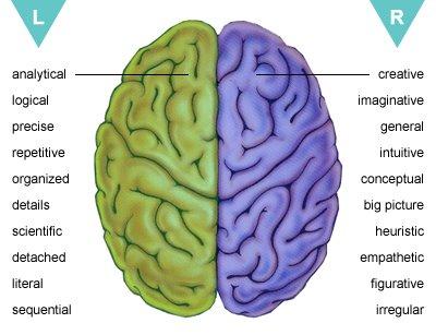 Right or Left Brain The functional sections or lobes of the brain are also divided into right and left sides. The right side and the left side of the brain are responsible for different functions.