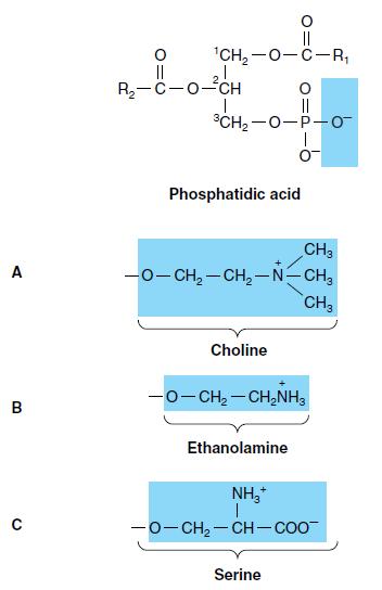 Phosphatidic acid and its derivatives.