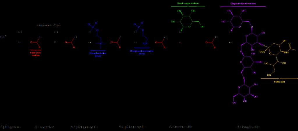 Different Derivatives of sphingosine Sphingosine + 1 FF Ceramide Ceramide +