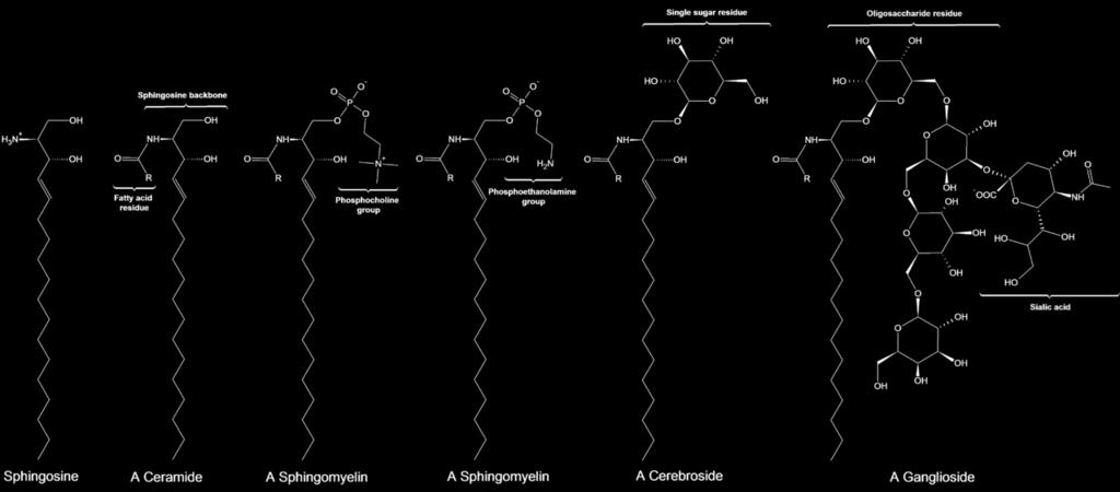A Sphingomyelin (Phospholipid) Ceramide + Sugar A Cerebroside (Glycolipid)