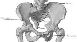 pulse Between ASIS & pubic symphysis, midway, below inguinal ligament
