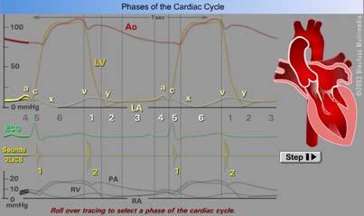 org Cardiac Cycle/Hemodynamics Functions of the Heart Essential functions of the heart to cover metabolic