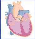 org Cardiac Output Determinants of Cardiac Output Cardiac output (CO) = heart rate (HR) x stroke vol.