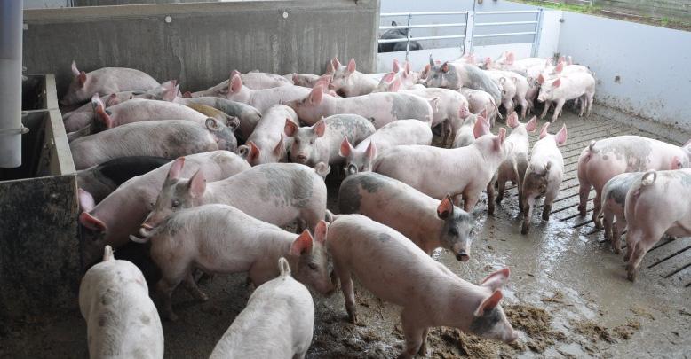Necropsy of pigs (2 farms) Weaning (7-9 weeks, 2x15 pigs) Transfer to finishing stable (11-13