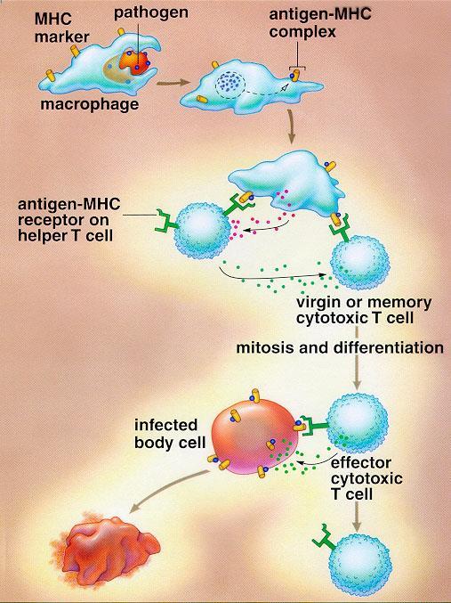 The Body s Defenses Continued Immune Response: Activation of the immune response typically begins when a pathogen enters