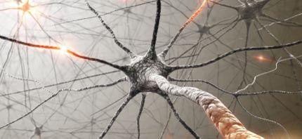 over-stimulation of receptors by neurotransmitter reduces number of