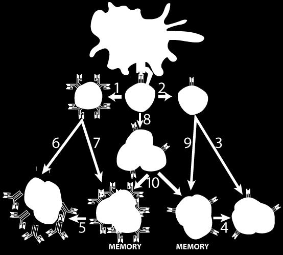 Now, using the diagram below, explain how cytotoxic T cells