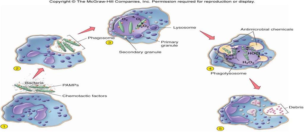 Mechanisms of Phagocyte Recognition,