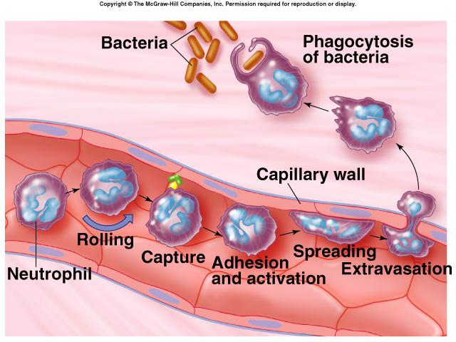 Cells of the Innate Immune Response Non-specific Immune Response Leukocytes (WBC s) Neutrophils, eosinophils, basophils, monocytes