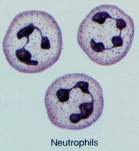 Cells of the Innate Immune Response Non-specific Immune Response Neutrophils Voracious phagocytes Opsonify pathogens