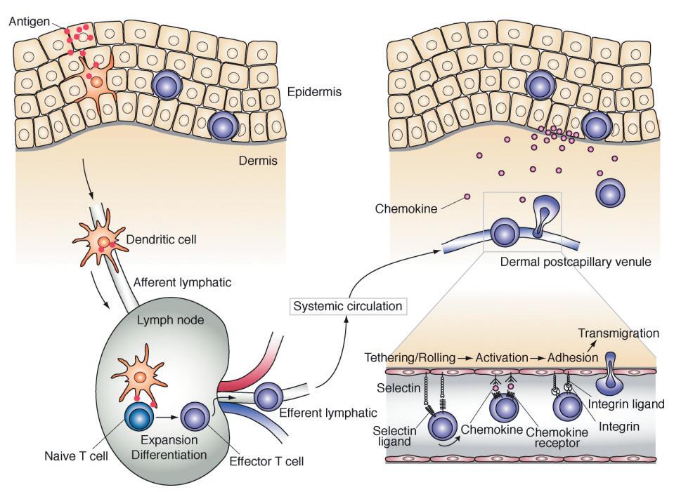 Cells of the Innate Immune Response Non-specific Immune Response Dendritic cells