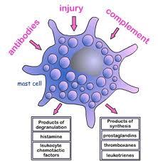 Cells of the Innate Immune Response Non-specific Immune Response Mast cells Found in loose connective tissue Are immature in