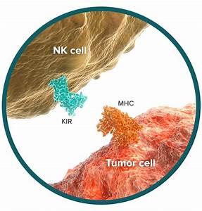 Cells of the Innate Immune Response Non-specific Immune Response NK Cells Natural