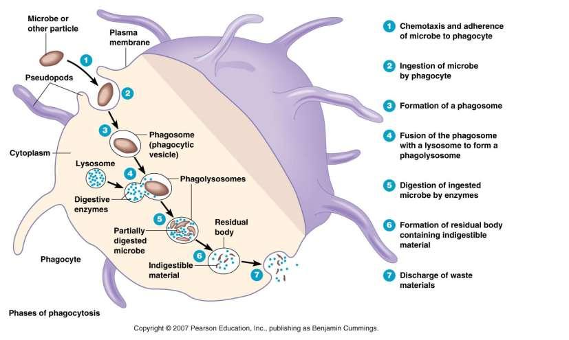 D. Mechanism of Phagocytosis