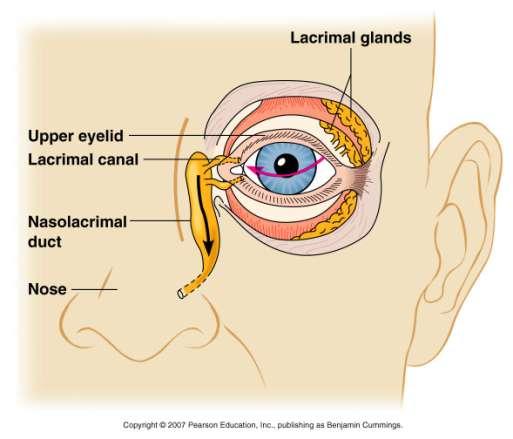 keratin, lacrimal apparatus of eye,