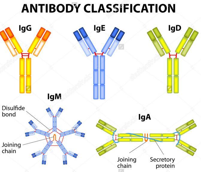 Humoral Immunity: It produces antibodies.