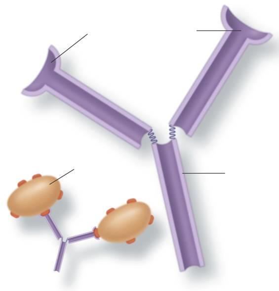 Antibody Structure