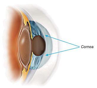 4 External anatomy of the eye Cornea Source :