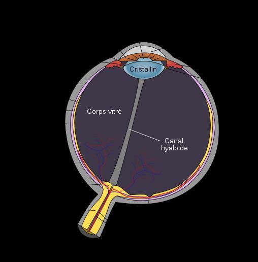 5 Internal anatomy of the eye Corps ciliaire