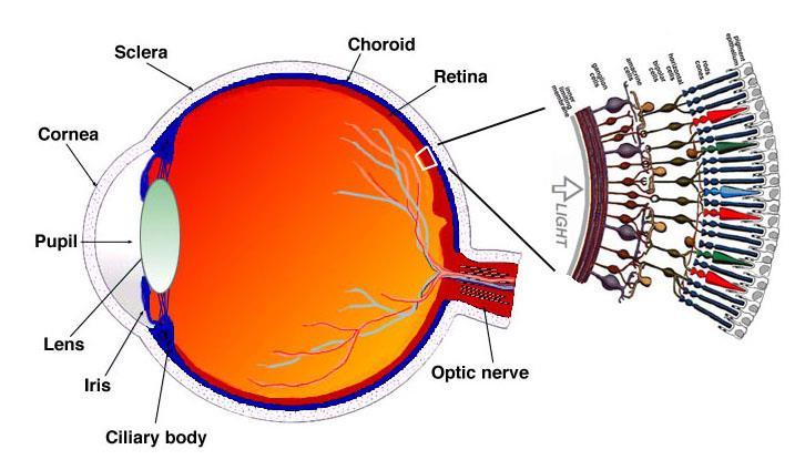 6 The retina Sclera Choroid Cornea Retina Pupil