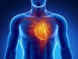 Half term 6 = cardio vascular system/ respiratory system AO1 Knowledge and understanding of the muscular system: Name components of the cardiovascular system and their functions: - Blood pressure -