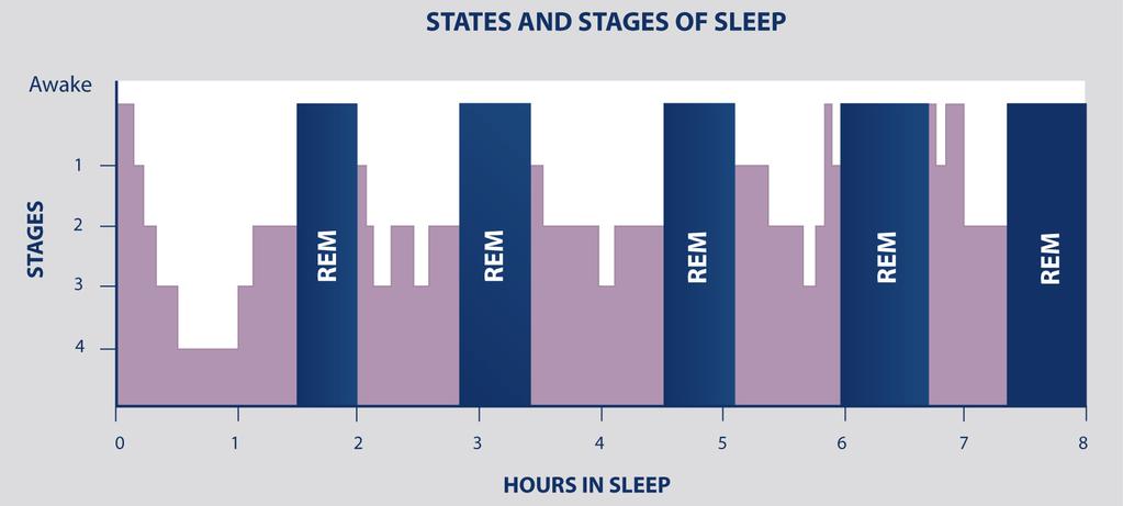 The Sleep Cycle Alternating states and stages of sleep that occur over an 8-hour time period: NREM: