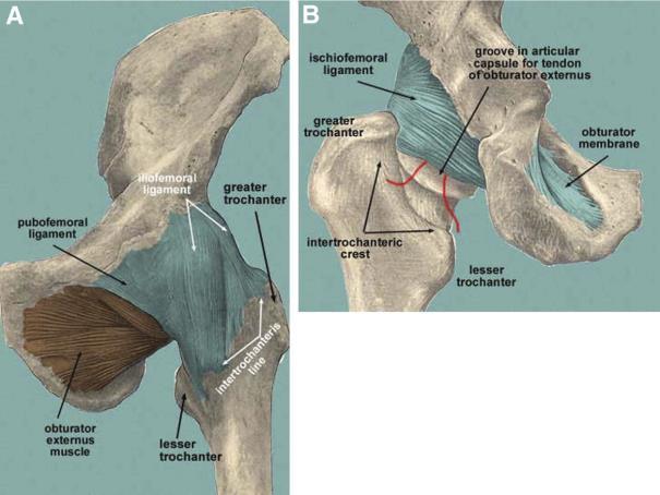 Basic musculoskeletal anatomy of the pelvis and hip