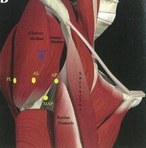 Basic musculoskeletal anatomy of the pelvis and hip
