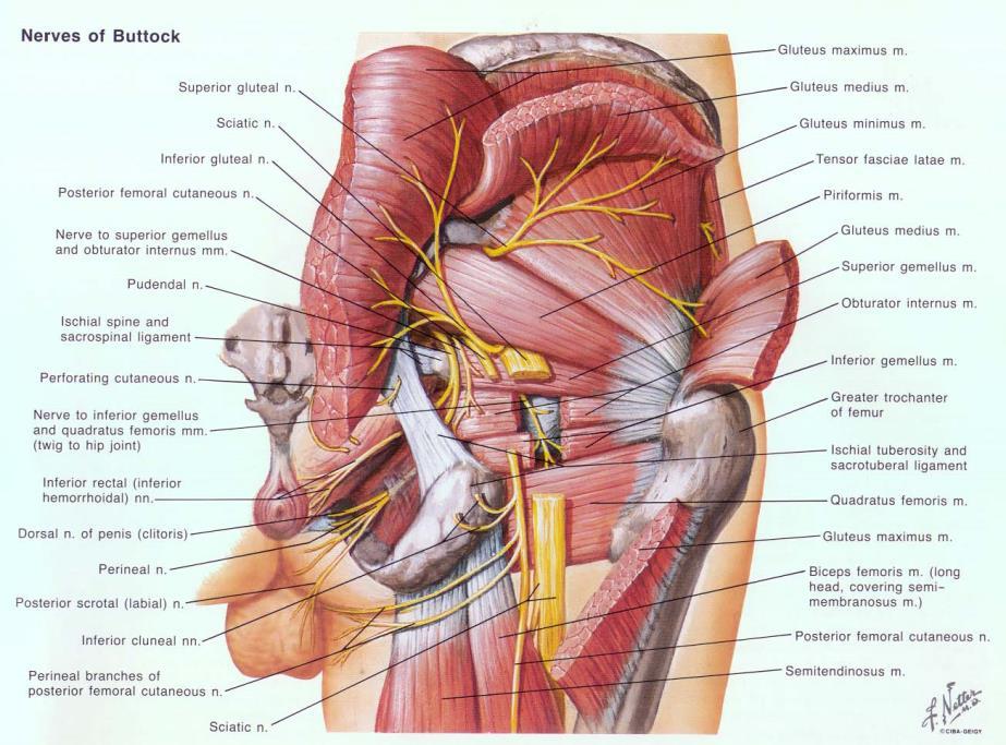 Basic musculoskeletal anatomy of the pelvis and hip joint - Musculo-tendinous anatomy of posterior aspect of the