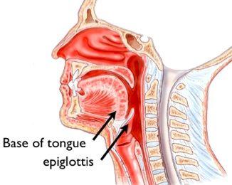 The Mouth Epiglottis - the flap that blocks the
