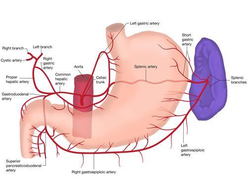 blood supply of the stomach : *the celiac artery supplies the stomach because it is a part of the foregut, the celiac artery ( 2cm length ) arises from front of the abdominal aorta above the level of
