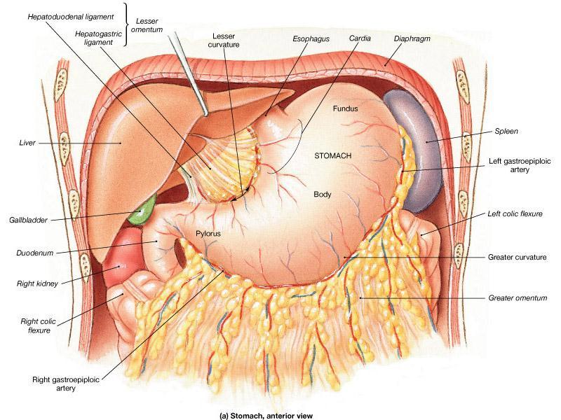 the stomach and the liver, and in the free margin of the lesser omentum we have 3 vessels running, which are : common bile duct (the most revealed vessel ), hepatic artery, and the portal vein.