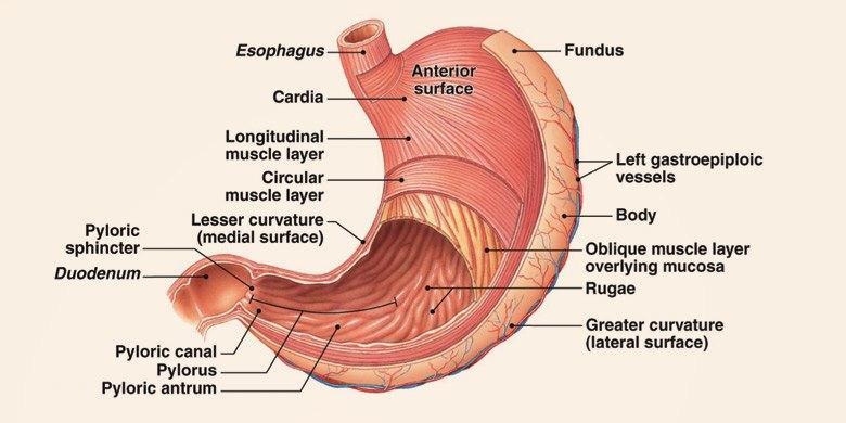 - The stomach is lined by a mucous membrane that folds into a
