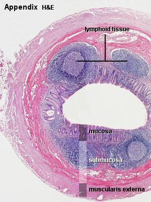 Wheater s Functional Histology (A Text