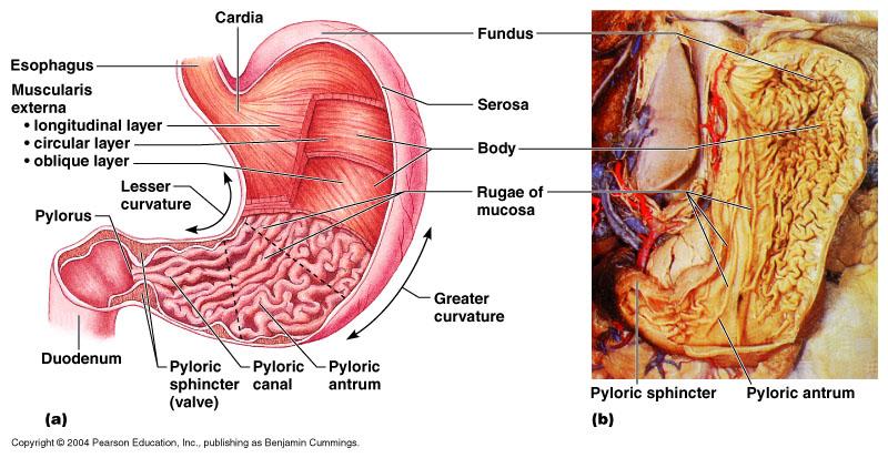There are four main regions in the stomach: the cardia, fundus, body, and pylorus.