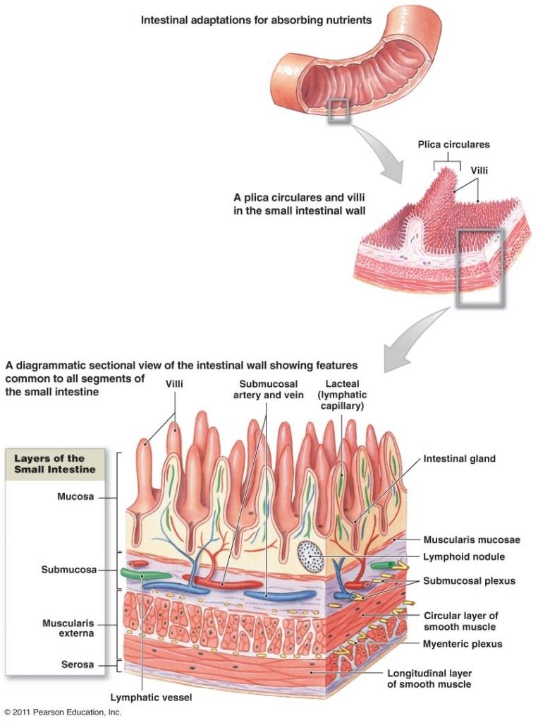 Duodenum: The duodenum extends from the pyloric region of the stomach to the junction with the jejunum and has the following characteristics: (1) It has Brunner s glands in the submucosa.