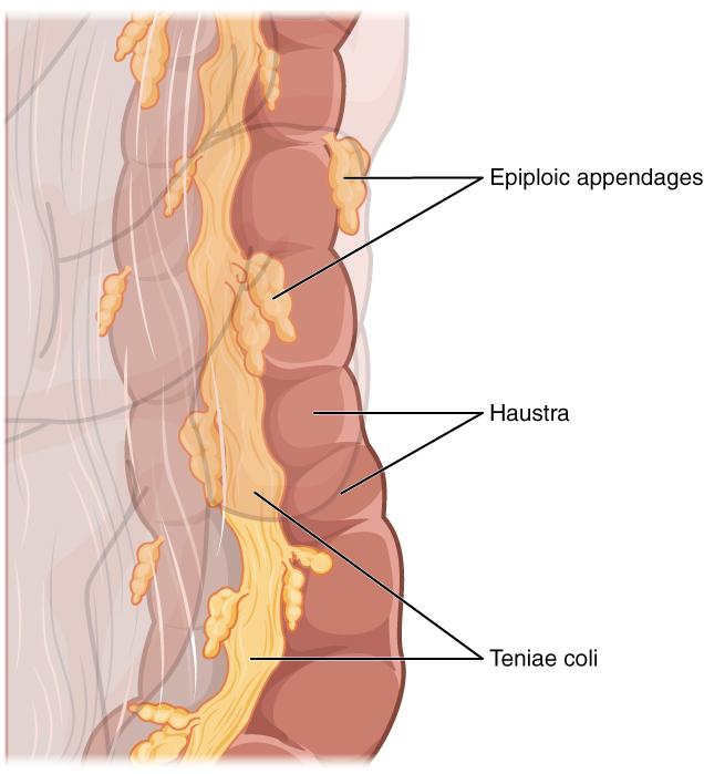 Rectum: Food residue leaving the sigmoid colon enters the rectum in the pelvis, near the third sacral vertebra. The final 20.