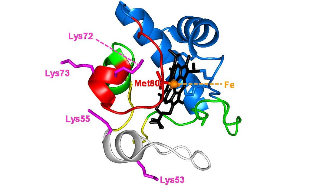 Fig. S12. Foldon structure of cyt c. 2 Colors indicate the propensity to undergo transient unfolding: gray (least stable) > red > yellow > green > blue (most stable).