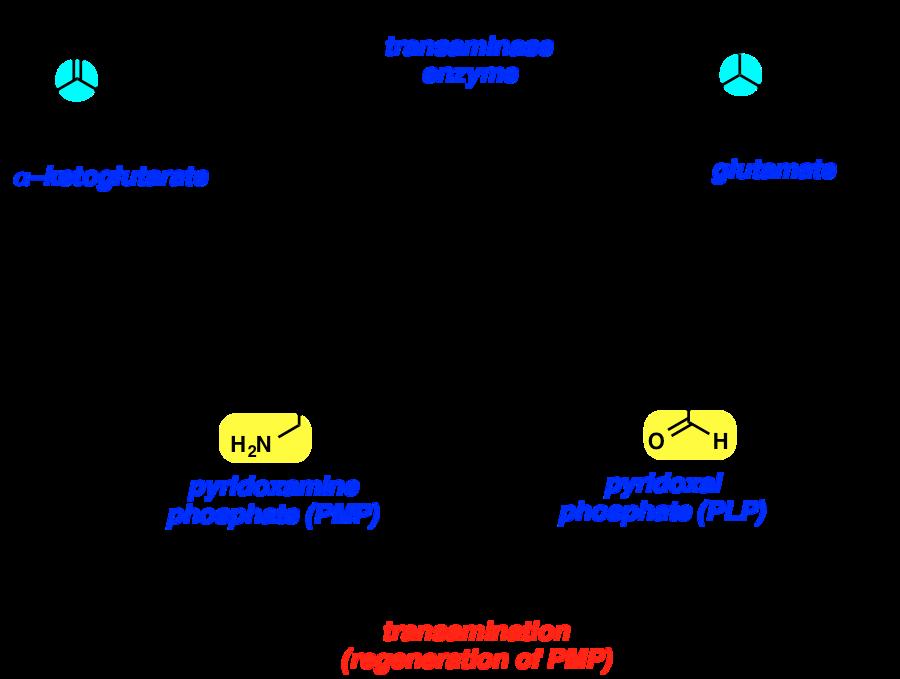 Once PMP forms, it converts alpha-ketoglutarate to glutamate (ketone to amine