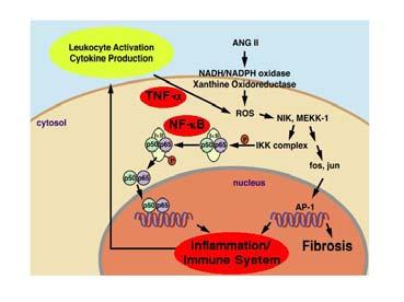 Primary sodium overload Local ANG II may induce the expression of other proinflammatory