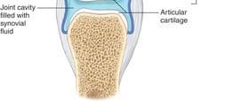 covers articular ends of bones Joint capsule, consists of 2 layers: - Outer fibrous layer,